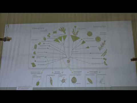 Видео: Белякова Г. А. - Низшие растения - 8. Архепластиды. Зеленые водоросли