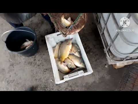 Видео: Едем за Карпиком для пруда в огороде. Ссылка на Рутуб в описании. 