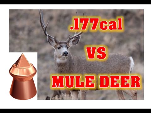 Видео: .177-кал ПУЛЯ против ДИЧИ СРЕДНЕГО РАЗМЕРА...НЕЗАКОННО, но СМЕРТЕЛЬНО!!!