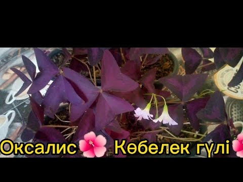 Видео: Оксалис🌺 Көбелек гүлін көбейту 🌺 Кислица 🌺Оңай және жылдам.Гүлдер әлемі 🌺