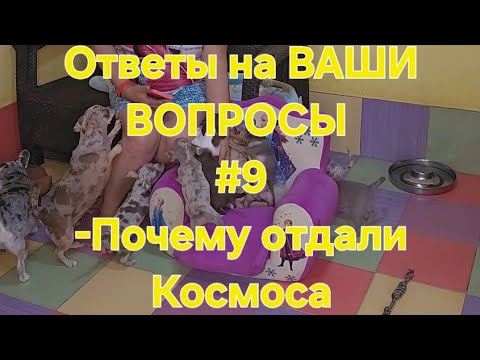 Видео: Ответы на ВАШИ ВОПРОСЫ #9-Почему отдали Космоса- два кобеля в семье питомник Кастропуло #Крым