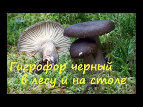 Видео: Гигрофор чёрный в лесу и на столе.