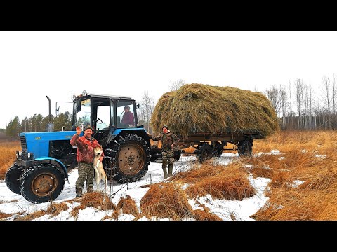 Видео: НОЯБРЬ.СЕНОКОС ПО СИБИРСКИ. ВЫВОЗИМ ОСТАТКИ СЕНА.