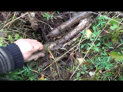 Видео: Проверка и установка капканов на бобров.