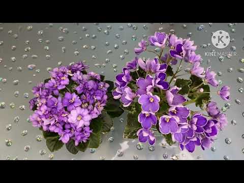 Видео: Виды полива у фиалок, плюсы и минусы каждого. 