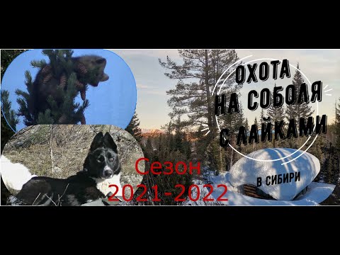 Видео: Охота на соболя с лайкой. Сибирь 2021