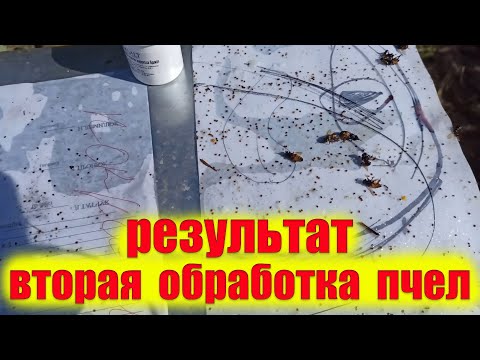 Видео: Количество клеща удивляет после второй обработки. Обработка пчел вароджетом и таблетками