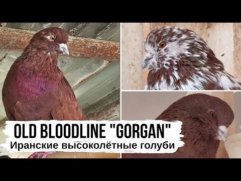 Видео: Старая линия иранских голубей г. Горган | Iranian high-flying pigeons ⭐️ کبوتران ایران، گرگان