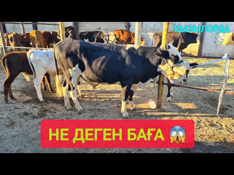Видео: ҚЫЗЫЛОРДА МАЛ БАЗАРЫ, СИЫР ЖЫЛҚЫ БАҒАЛАРЫ.