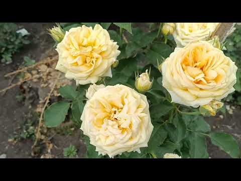 Видео: Захоплює дух і лікує депресію !/// Малюю квітами !/// 