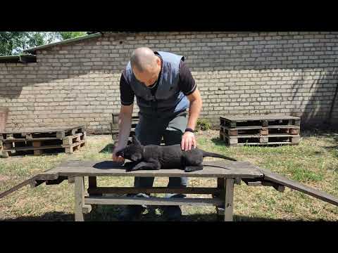 Видео: Дрессировка чёрного щенка немецкой овчарки. Питомник "Sich Guard". German shepherd puppy.