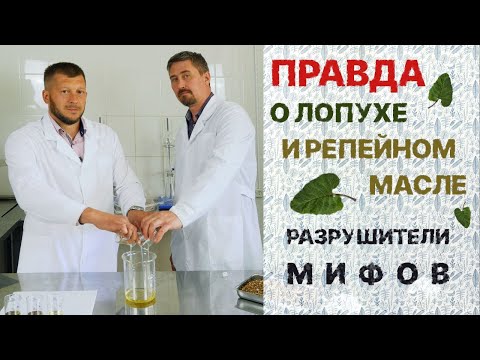 Видео: НЕ ПОКУПАЙТЕ РЕПЕЙНОЕ МАСЛО | ЛОПУХ ДЛЯ ВОЛОС | КАК СУШИТЬ ЛИСТЬЯ | РАЗОБЛАЧЕНИЕ ПРОИЗВОДИТЕЛЕЙ