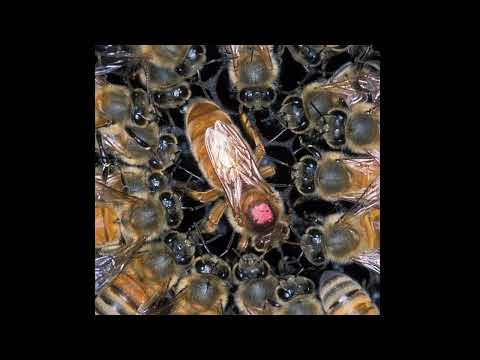 Видео: Те, що пасічники тримають в таємниці:  Селекція Бджіл на Пасіці
