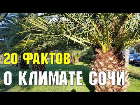 Видео: 20 ФАКТОВ о КЛИМАТЕ СОЧИ | Собрались на ПМЖ в СОЧИ? | Это ВАЖНО ЗНАТЬ о субтропическом Сочи