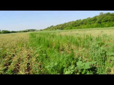 Видео: Уборка падалицы чеснока и однозубки.