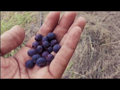Видео: Нортлайн vs Сластена! Первая дегустация и сравнение топ сортов ольхолистной ирги! Пробую первый раз!