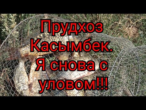 Видео: Рыбалка близ Алматы. Прудхоз Касымбек. Снова с уловом!!!