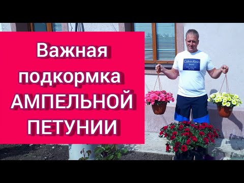 Видео: Важная подкормка АМПЕЛЬНОЙ ПЕТУНИИ