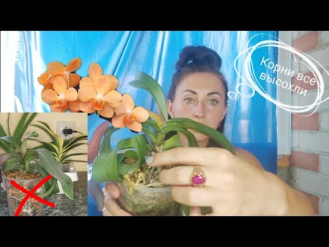Видео: РЕАНИМАЦИЯ орхидеи Irene Dobkin СЕРАЯ ГНИЛЬ поразила корни/ ОРХИДЕЯ осталась БЕЗ КОРНЕЙ