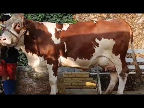 Видео: +992904188723 Сементали Гигант Бугузи Наздик Аз Акаи Махмуд 27.сентября 2025 г
