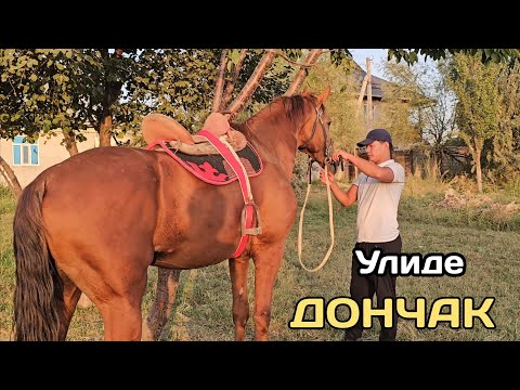 Видео: ДОНЧАК УЛАГЫ КҮЧТҮҮ АТ УЛИДЕ