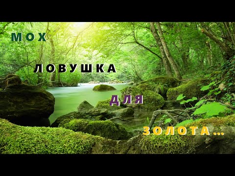 Видео: Мох Ловушка Для Золота.