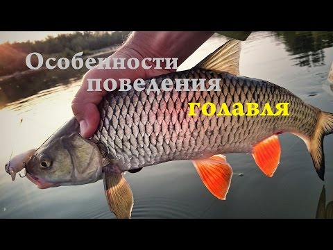 Видео: Случай на голавлиной рыбалке.