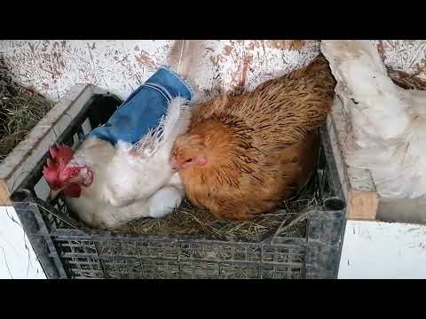 Видео: Отсадила следующих на проверку. Чуть не сбежала 🐔