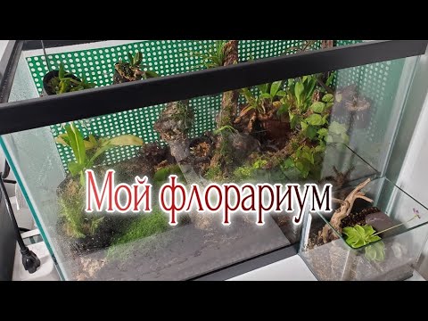 Видео: Мой флорариум и новый проект