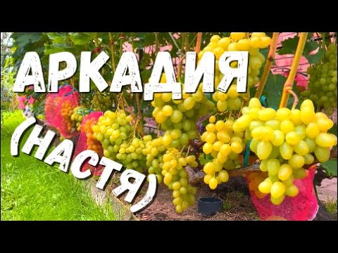 Видео: Виноград. Сорт АРКАДИЯ(НАСТЯ). Полное описание и рекомендации по выращиванию в северных регионах