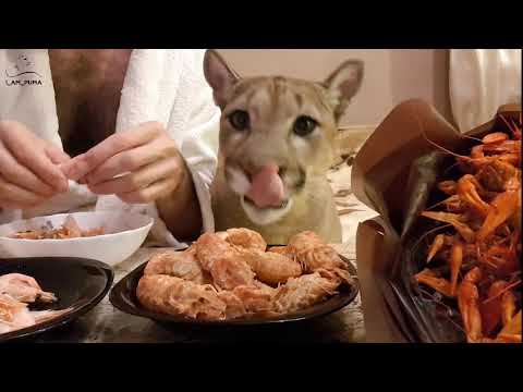 Видео: тетя креветка для большого кота. Пума Месси и его слабость.