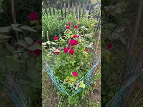 Видео: Июль .Цветущий палисадник. #цветы