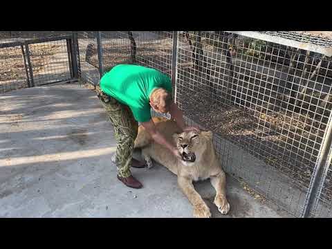 Видео: ЭТО НАДО ВИДЕТЬ ! Мы переводим львицу в новый вольер БЕЗ УСЫПЛЕНИЯ !