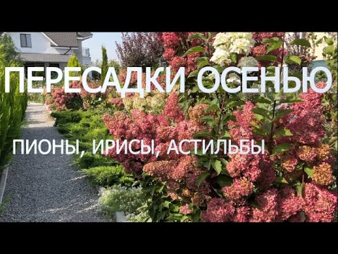 Видео: ПЕРЕСАДКИ ОСЕНЬЮ: ПИОНЫ, ИРИСЫ, АСТИЛЬБЫ | Что пересаживаю и делю осенью в саду