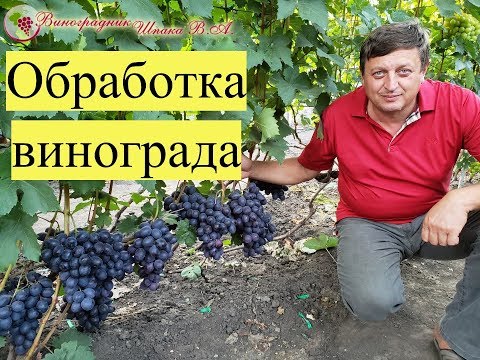 Видео: Схема обработки винограда