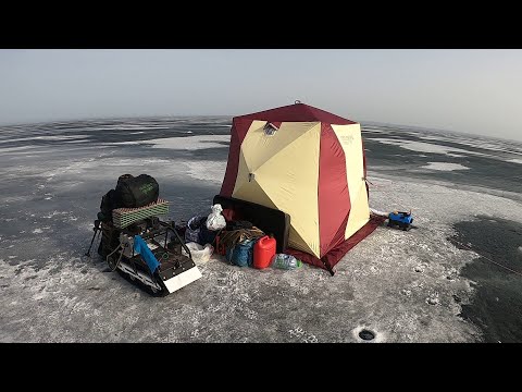 Видео: Налимы Онежского озера. Выезд №3. Апрель 2024 года. #рыбалка #природа #налим