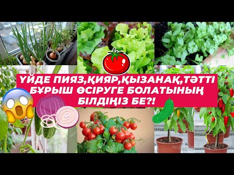 Видео: 🍅🥒ҮЙДЕ ПИЯЗ,ҚИЯР,ҚЫЗАНАҚ,ТӘТТІ БҰРЫШ ӨСІРІҢІЗ! 🥬🧅🫑 #қияр #қызанақ #өсімдік #гүлдер