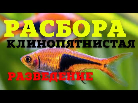Видео: РАСБОРА КЛИНОПЯТНИСТАЯ. РАЗВЕДЕНИЕ.(English subtitles)