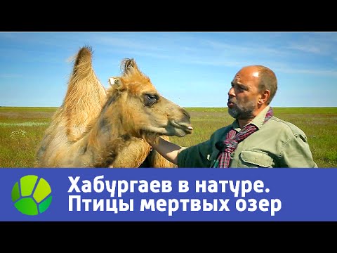 Видео: Птицы мертвых озер. Хабургаев в натуре | Живая Планета