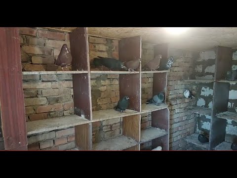 Видео: Обработка голубей однохлористым йодом