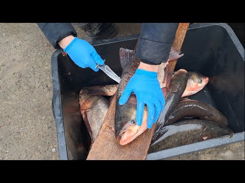 Видео: Розделка товстолоба для копчення, засолка #копчености #копченаярыба #засолкарыбы