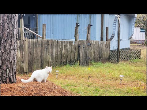 Видео: #Сарайчик Запуск #Бусти и Другое