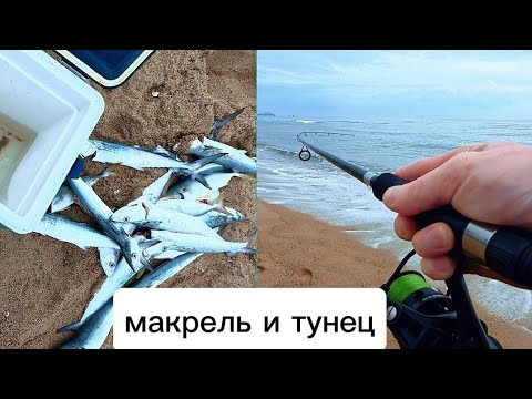 Видео: Катушка свистит, удочка трещит, рыба почти на каждом забросе, в ШОКЕ 🙀 ОТ ТАКОЙ РЫБАЛКИ #낚시 #fishing