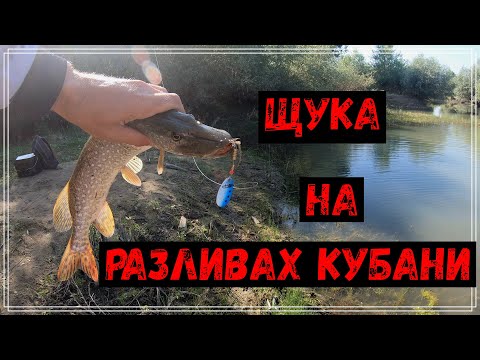 Видео: Щука на разливах р.Кубань.