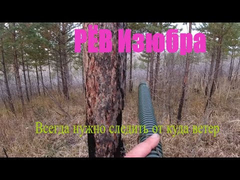 Видео: И снова на РЁВ ИЗЮБРА ...( За Ветром надо Следить )Сибирские Будни.