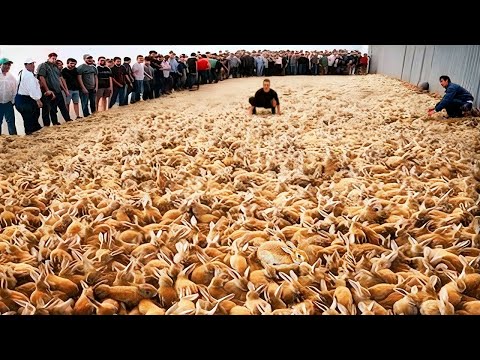 Видео: Они прибыли в Австралию, а теперь УГРОЖАЮТ всему живому!