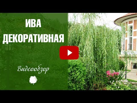 Видео: Декоративная ива ➡ Обзор сортов ✅ Загородный дом - озеленение и уход за садом.