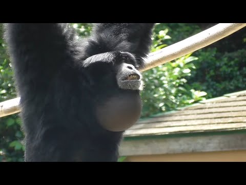 Видео: Животные с удивительными и странными ГОЛОСАМИ