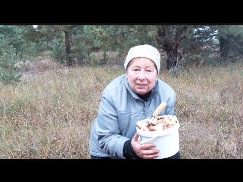 Видео: Відчувається, що наступає гарячий грибний сезон!