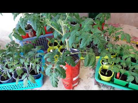 Видео: Рассада томатов не вытягивается и растет здоровой Что делаю для этого